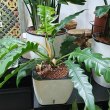 Load image into Gallery viewer, Philodendron Pluto Green in SW white square planter
