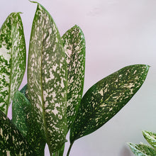 Load image into Gallery viewer, Aglaonema lumina in SW white square planter (1no. only)

