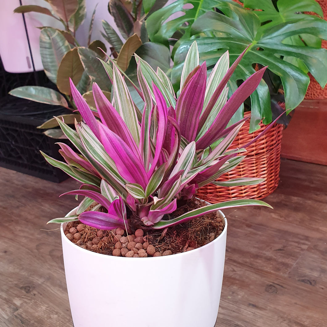 Tradescantia spathacea in White Large SW pot with clear base