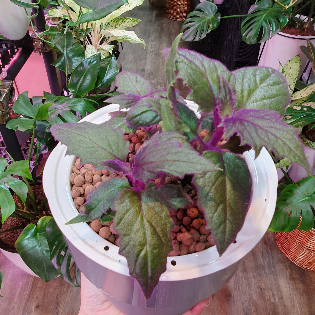 Gynura aurantiaca (purple passion) in SW coloured pot