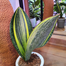 Load image into Gallery viewer, Sansevieria masoniana whale fin in SW coloured pot
