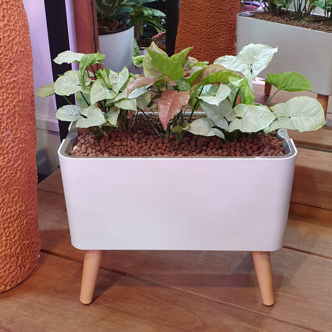 Syngonium white and pink in smart rectangular white pot with wooden legs