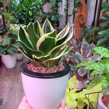Load image into Gallery viewer, Sansevieria in SW white medium round pot
