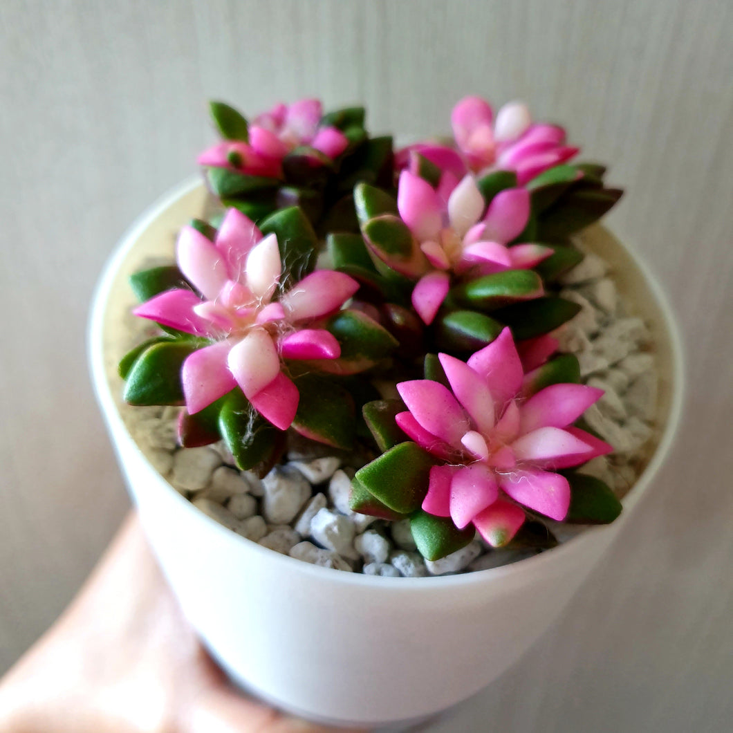 Anacampseros rufescens (Pink succulent) in SW white pot with clear base