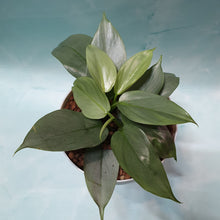 Load image into Gallery viewer, Philodendron Silver metal in SW white pot with clear base
