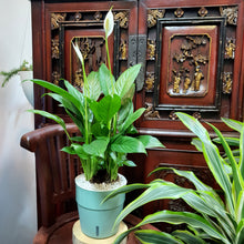 Load image into Gallery viewer, Spathiphyllum wallisi (Peace Lily) on SW Coloured Pots
