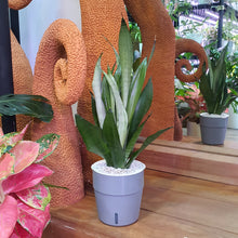 Load image into Gallery viewer, Sansevieria moonshine in SW coloured pot
