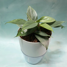 Load image into Gallery viewer, Philodendron Silver metal in SW white pot with clear base
