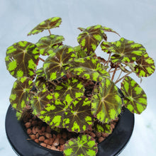 Load image into Gallery viewer, Begonia Tiger Paws in SW white pot (large)
