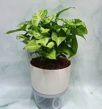 Load image into Gallery viewer, Syngonium podophyllum in SW grey/white pot
