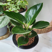 Load image into Gallery viewer, Philodendron birkin on white round self watering pot (A6.03/3)
