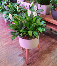 Load image into Gallery viewer, Spathiphyllum wallisi (Peace Lily) in Smart Round Large Pot with Wooden legs
