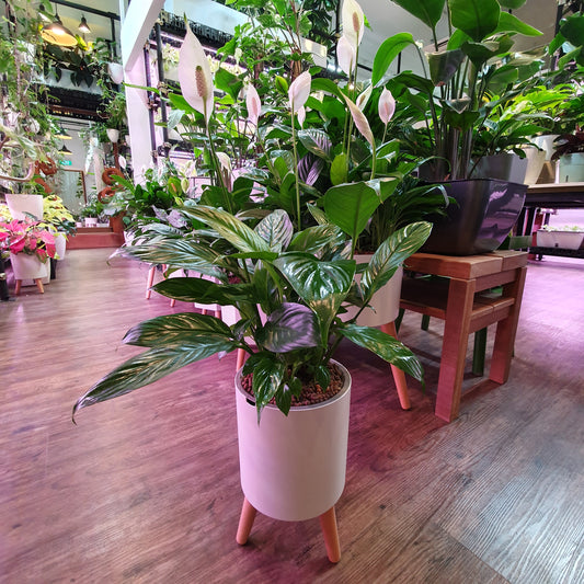 Spathiphyllum wallisi (Peace lily) in Self Watering Planter