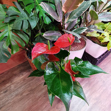 Load image into Gallery viewer, Anthurium Red (big leaves) in White/Teal Smart pot with wooden legs
