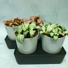 Load image into Gallery viewer, Fittonia in dual white round pots on greyish self watering base
