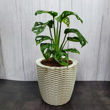 Load image into Gallery viewer, Monstera adansonii in large rattan pot
