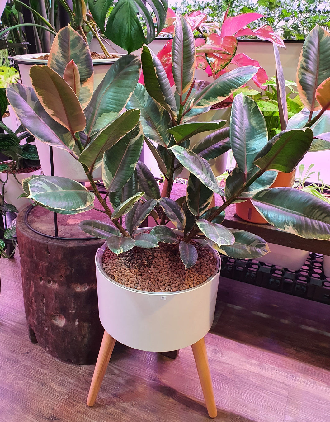 Ficus elastica variegated in Smart Large Round Pot