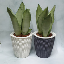 Load image into Gallery viewer, Sansevieria moonshine in small rattan pot
