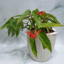 Load image into Gallery viewer, Begonia angel wing in SW rattan pot
