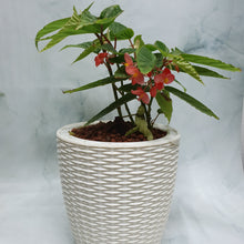 Load image into Gallery viewer, Begonia angel wing in SW rattan pot
