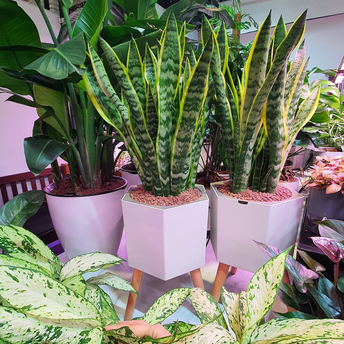 Sansevieria (3 in 1) in SW Hexagon pot with wooden legs