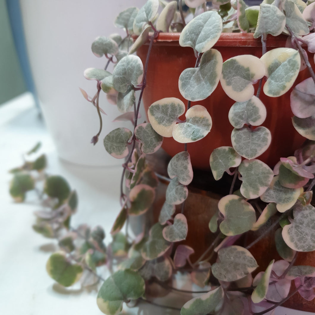 Ceropegia woodii variegata (String of Hearts variegated) in nursery brown plastic hanging pot