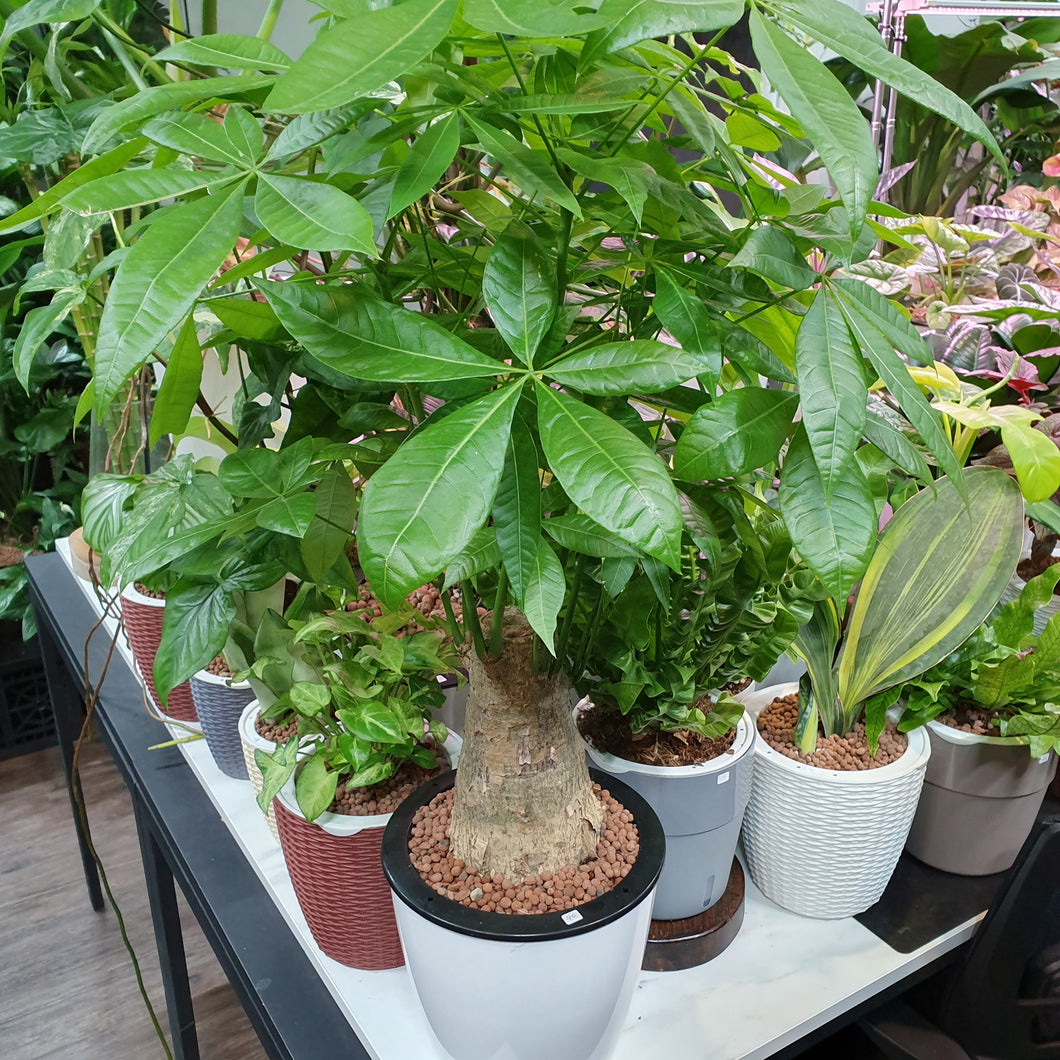 Pachira aquatica (Money Tree) in XL SW white pot