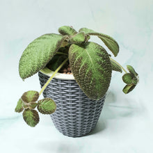 Load image into Gallery viewer, Episcia in SW small rattan pot
