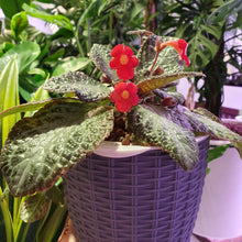 Load image into Gallery viewer, Episcia in SW small rattan pot
