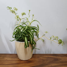 Load image into Gallery viewer, Chlorophytum comosum &quot;Bonnie&quot; (Curly Spider plant) in SW white rattern pot
