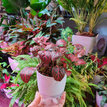 Load image into Gallery viewer, Assortment of fittonia in small white SW pot with clear base
