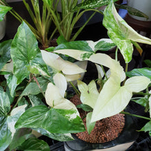 Load image into Gallery viewer, Syngonium Albo Variegated in SW white square pot
