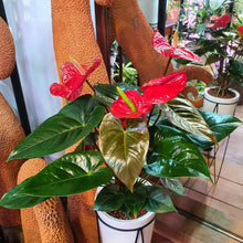 Load image into Gallery viewer, Anthurium Red (bushy) in SW slim round pot with metal frame
