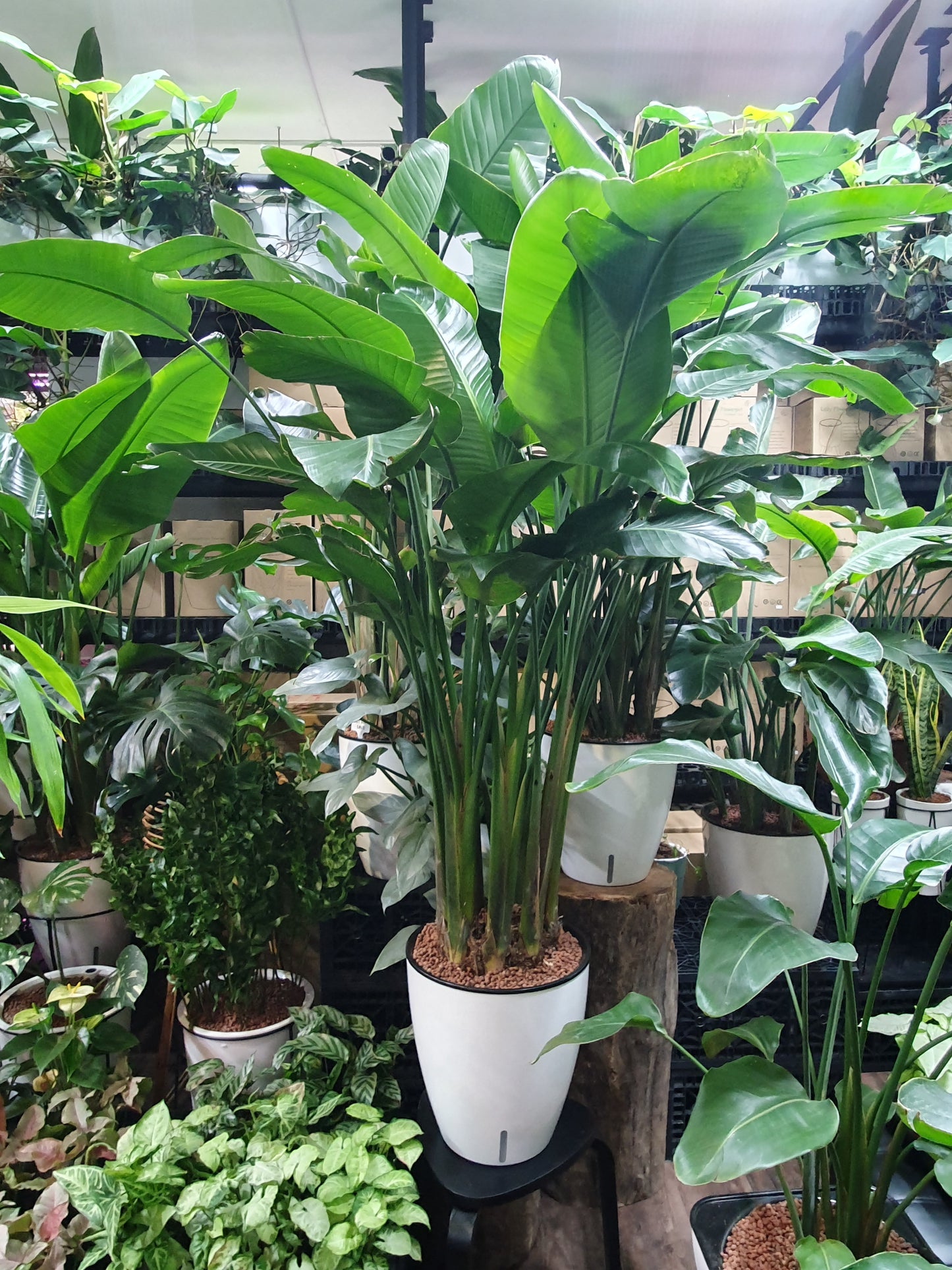 Strelitzia reginae (Birds of Paradise) in Self Watering Planter