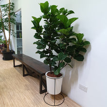 Load image into Gallery viewer, Ficus lyrata in white pot on metal frame
