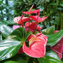 Load image into Gallery viewer, Gift a Pot - Customised Gift Anthurium red
