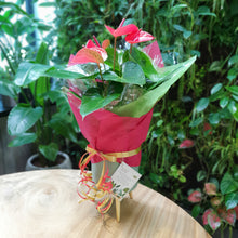 Load image into Gallery viewer, Gift a Pot - Customised Gift Anthurium red

