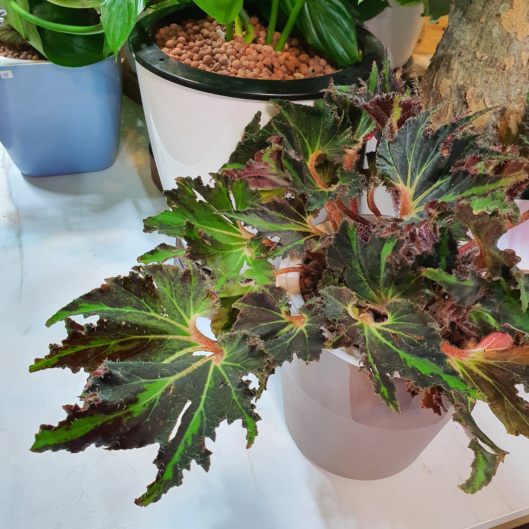 Begonia Breakdance in SW coloured pot