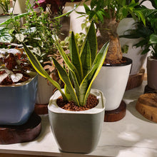 Load image into Gallery viewer, Sansevieria trifasciata silver queen in square biodegradable pot
