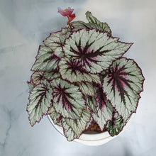 Load image into Gallery viewer, Rex Begonia Evening Glow in SW coloured pot
