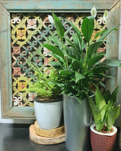 Load image into Gallery viewer, Spathiphyllum wallisi (peace lily) in metallic/glossy grey tall pot
