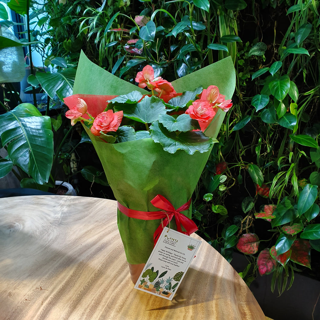 Begonia rose in metallic pink tall pot