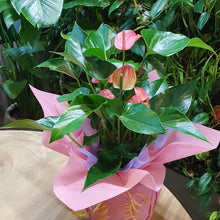 Load image into Gallery viewer, Anthurium pink in biodegradable self watering pot with gift wrap
