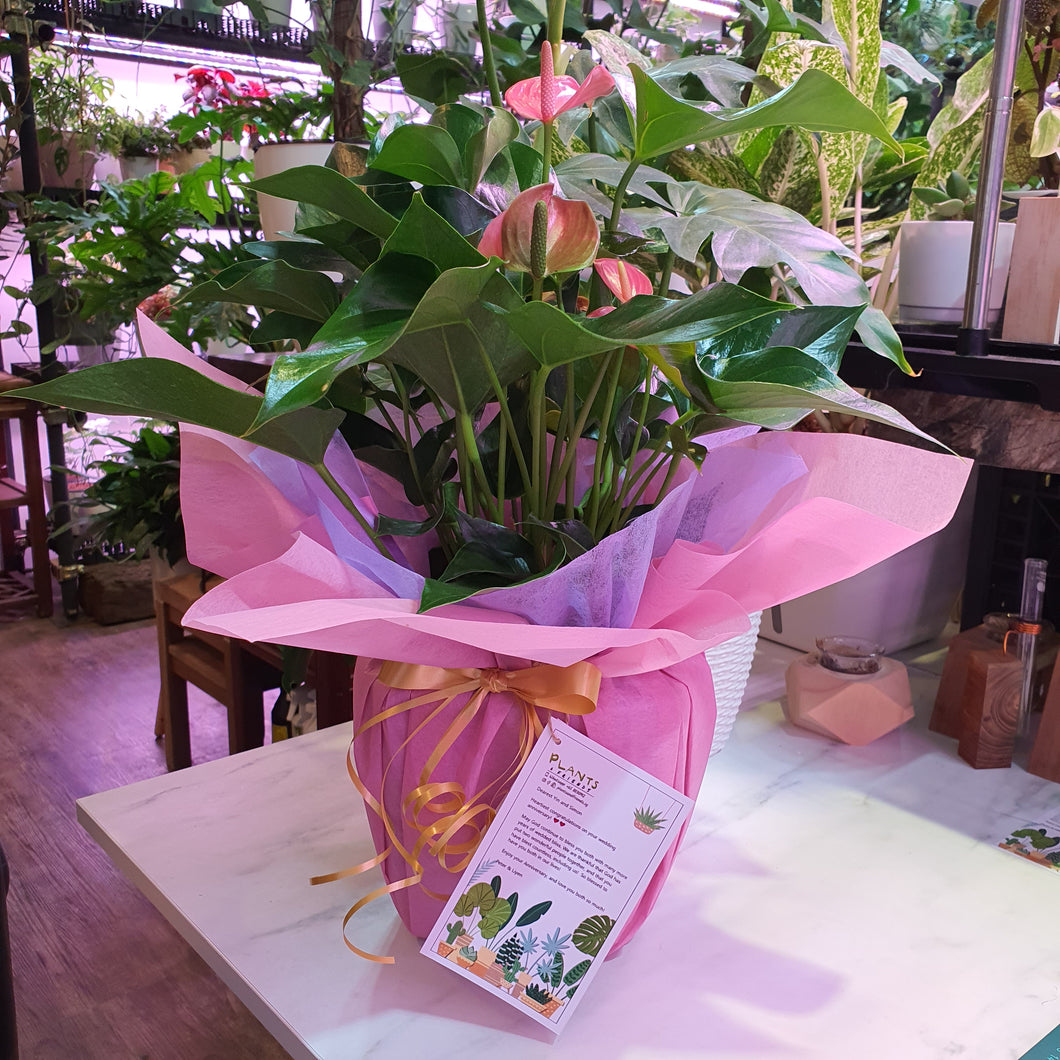 Anthurium pink in biodegradable self watering pot with gift wrap