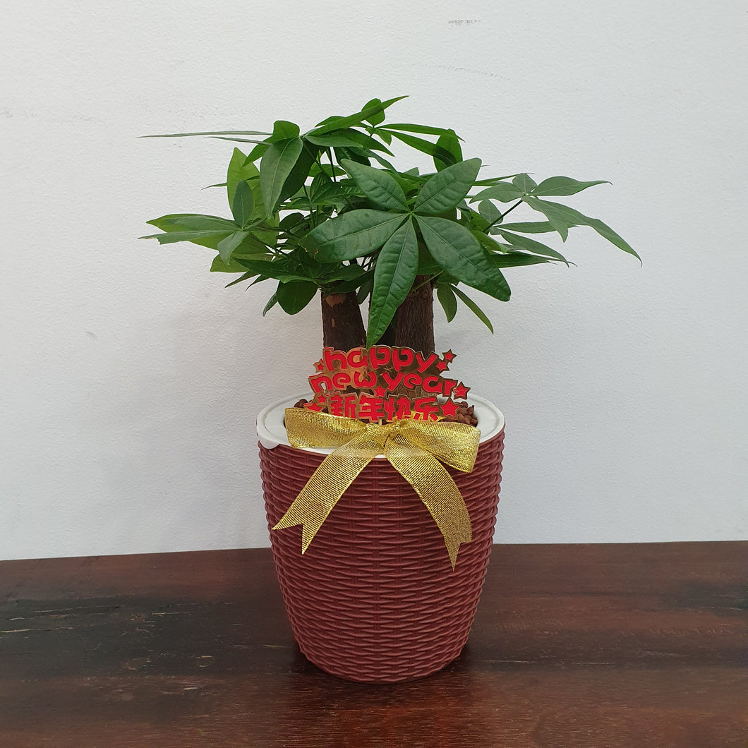 CNY Pachira Aquatica (Lucky bamboo) in SW rattan pot