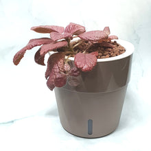 Load image into Gallery viewer, Episcia Strawberry Mist in coloured or white round pot
