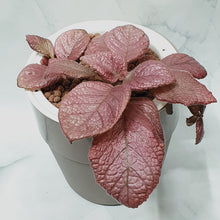 Load image into Gallery viewer, Episcia Strawberry Mist in coloured or white round pot
