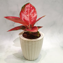 Load image into Gallery viewer, Aglaonema &#39;Sexy Red&#39; in rattan self (small) watering pot

