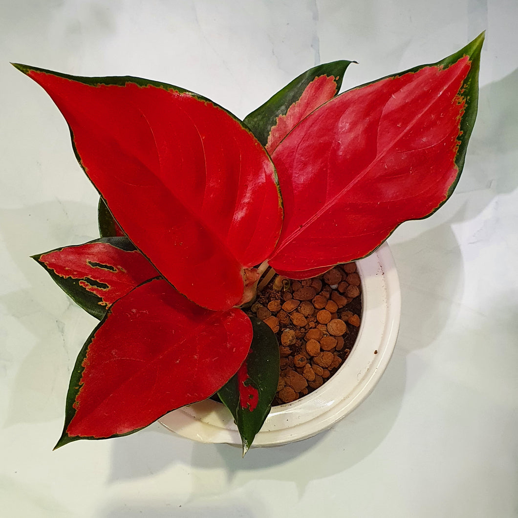Aglaonema 'Sexy Red' in rattan self (small) watering pot