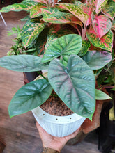 Load image into Gallery viewer, Alocasia lukiwan in self watering rattan pot
